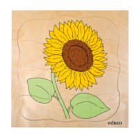 Growth puzzles - Sunflower