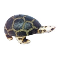 Baby Turtle Wingo Shaker