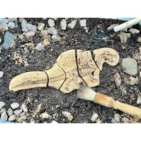 Dig and Discover - Triceratops & Spinosaurus