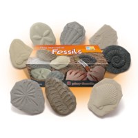 Lets Investigate - Fossils